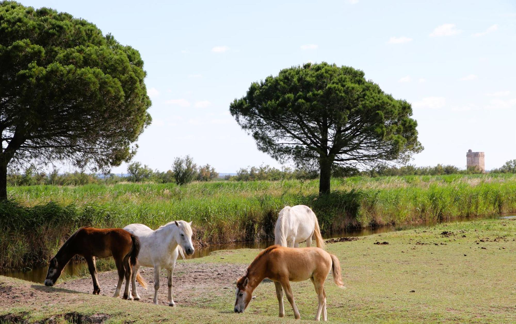 Le Mas Des Sables Aigues-Mortes Dış mekan fotoğraf